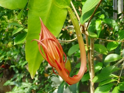 夏を想わせる花_f0203094_11310273.jpg