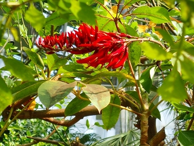 夏を想わせる花_f0203094_11321415.jpg