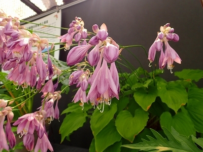 夏を想わせる花_f0203094_13083630.jpg