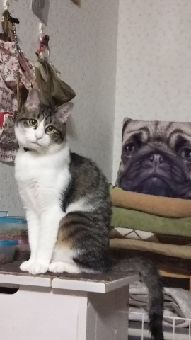 今日のみやこ。後ろに・・・。_a0105396_01024340.jpg