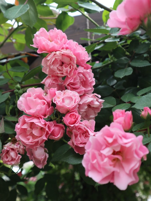 長野に行くざんす♪･････その１_b0331802_22494100.jpg