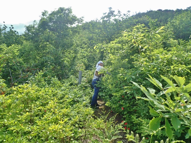 浦佐の西山へ二つの城跡を巡るコースへ_c0336902_21481917.jpg