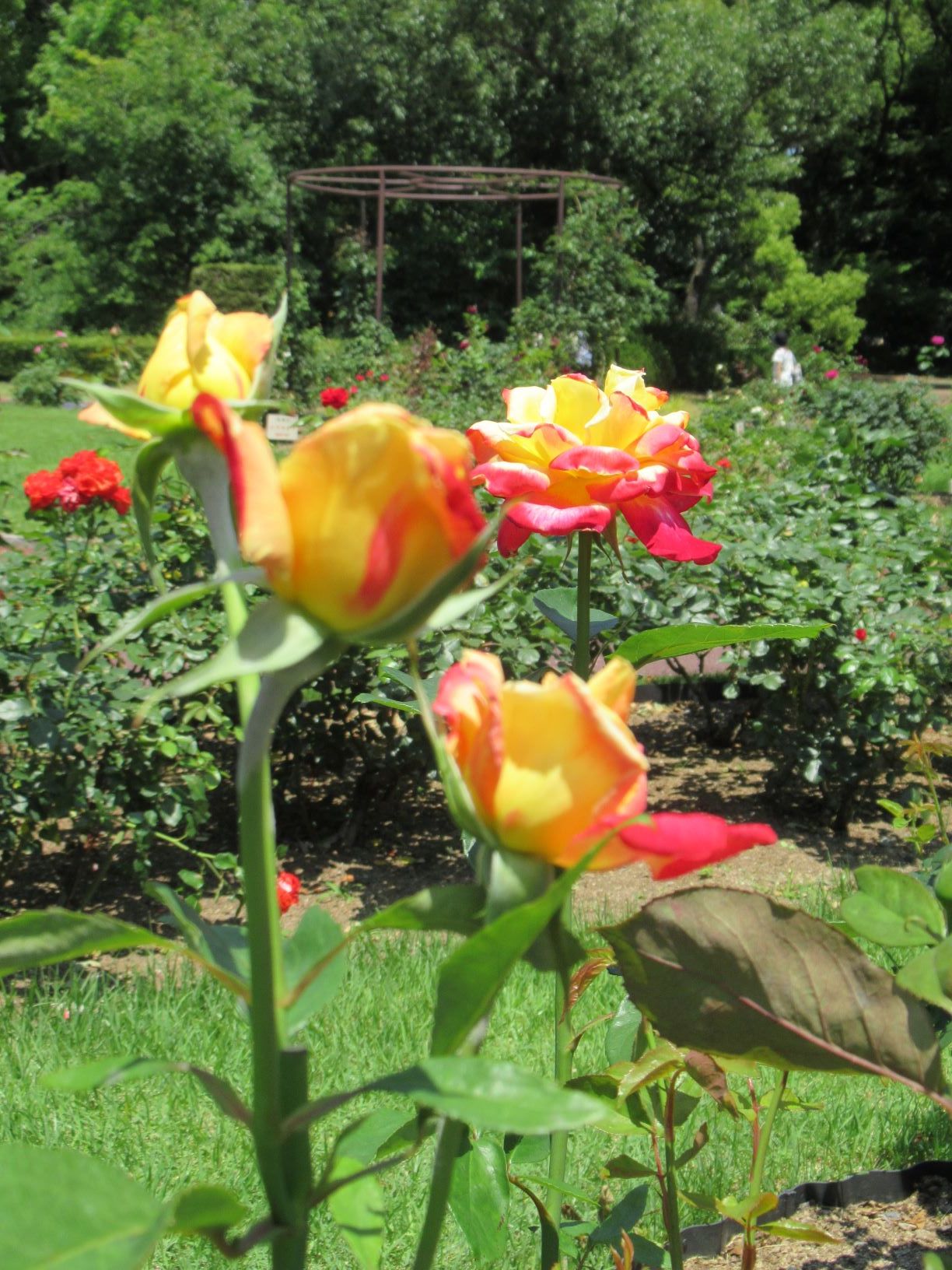 植物園が再開　バラがまだ満開だった_e0048413_17123471.jpg