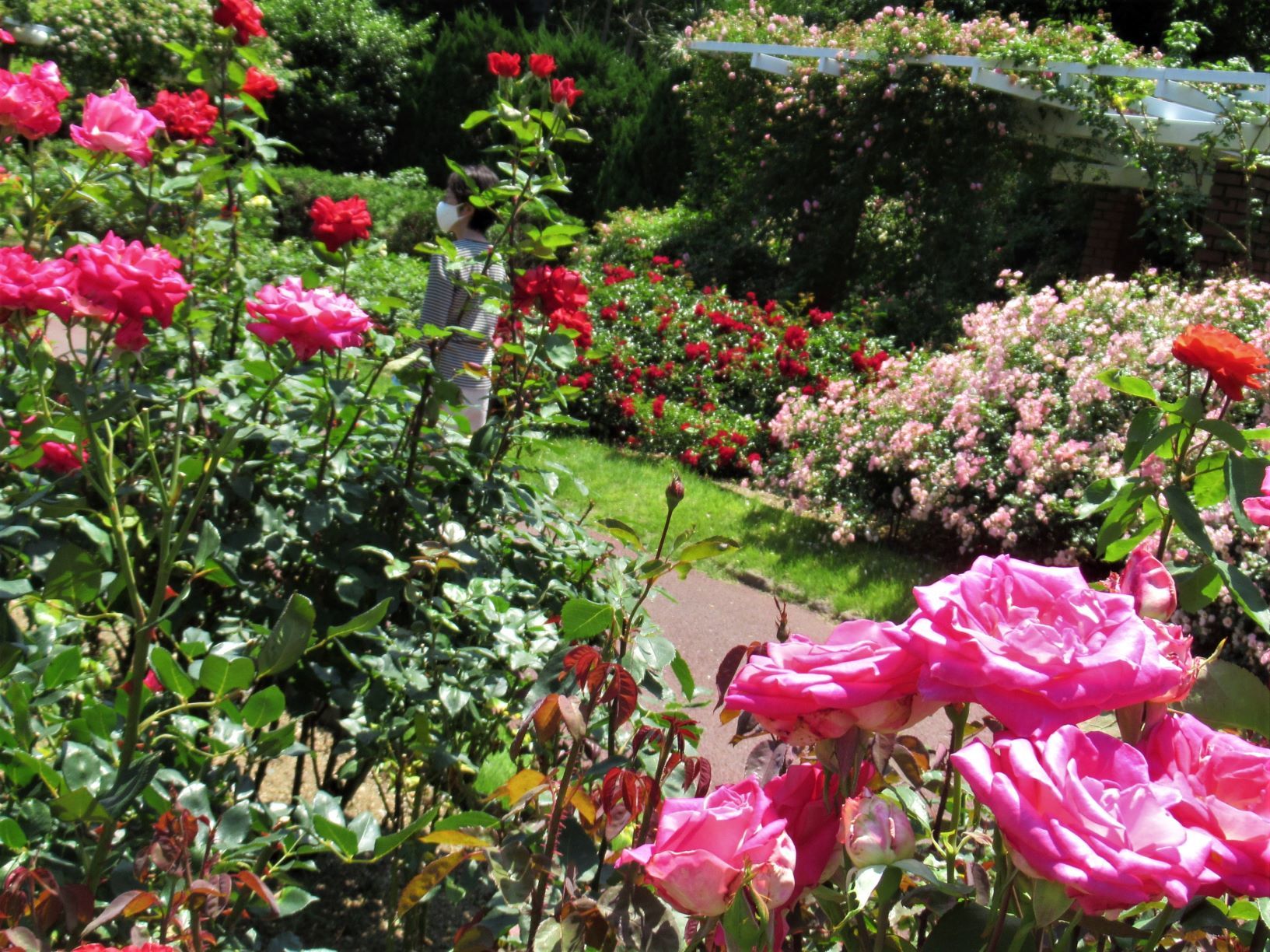 植物園が再開　バラがまだ満開だった_e0048413_17124411.jpg