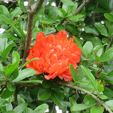 ザクロの花 樹木見て歩き