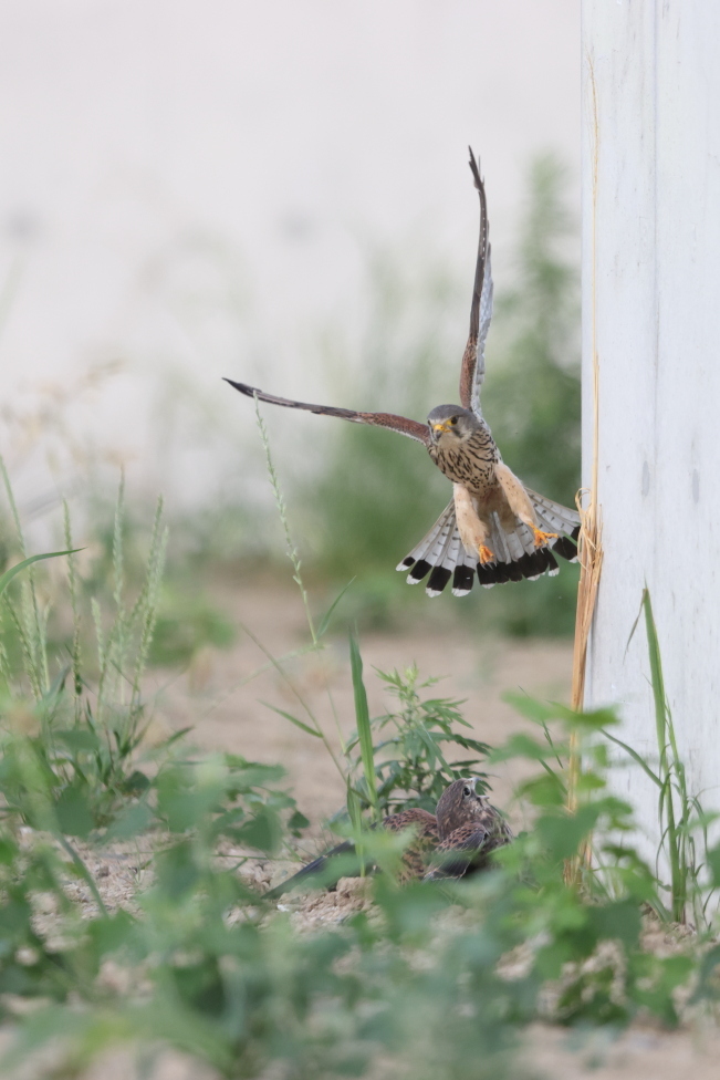 チョウゲンボウ 幼鳥を見守るオス親_f0369315_23215805.jpg