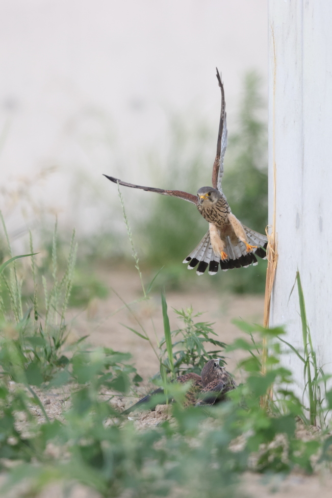 チョウゲンボウ　幼鳥を見守るオス親_f0369315_23215805.jpg