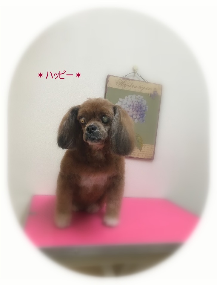 パンくん＆ハッピーちゃん_a0315823_19374585.jpg