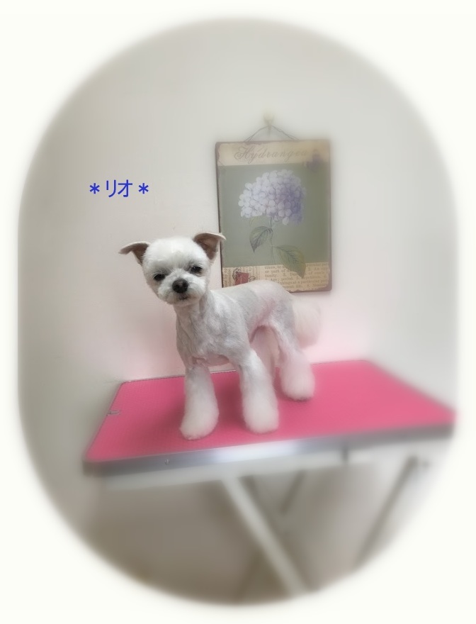 リオくん_a0315823_19375700.jpg