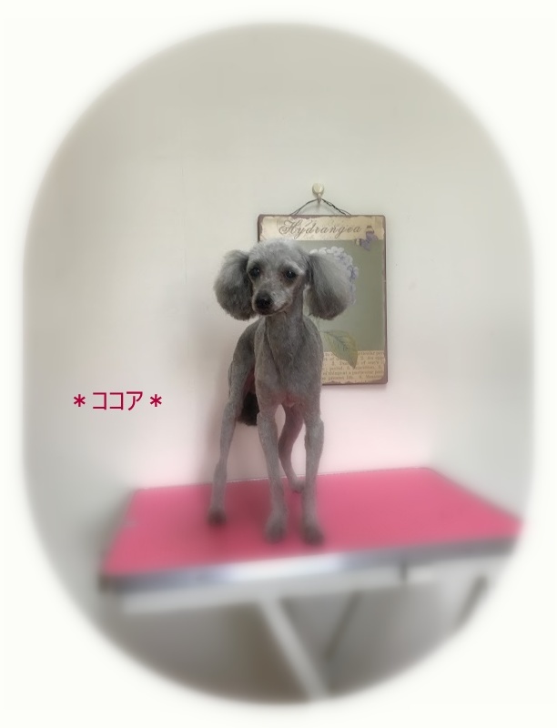 ココアちゃん_a0315823_19381759.jpg