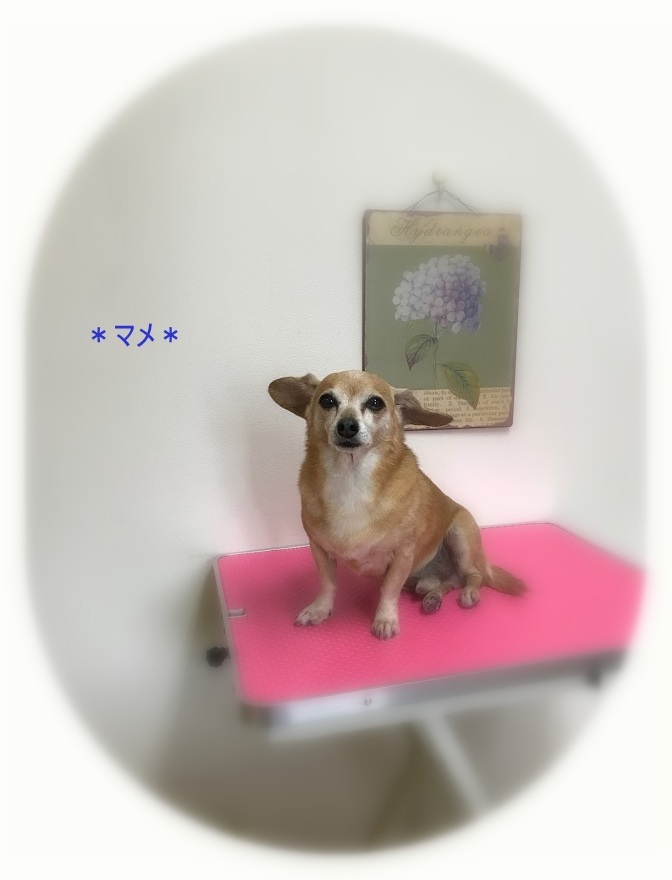 マメ_a0315823_19382511.jpg