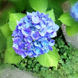 近況報告 無職になりました 人生はゆるり ゆったり のんびりと 近況報告 無職になりました 人生はゆるり ゆったり のんびりと