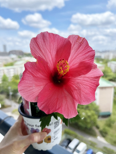 ちりめん山椒(ソフトタイプ) ◆追記◆ 実山椒の下ごしらえ_c0103827_13485292.jpg