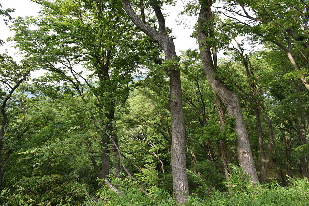 小谷城攻めの本陣・虎御前山城を歩く。　その６　＜伝 織田信長陣地跡＞_e0158128_15271003.jpg