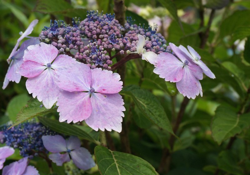 俣野別邸庭園の紫陽花は、今_e0021129_22251801.jpg