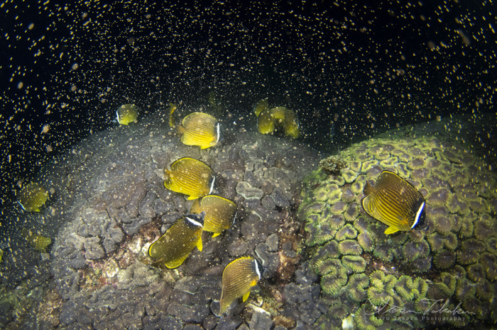 過去最速のサンゴの産卵を確認！_b0186442_21020693.jpg