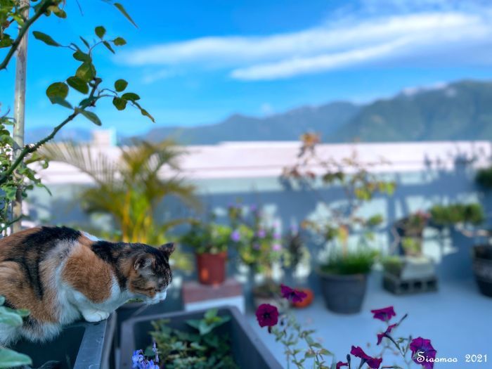 自然就好 花漾蓮華