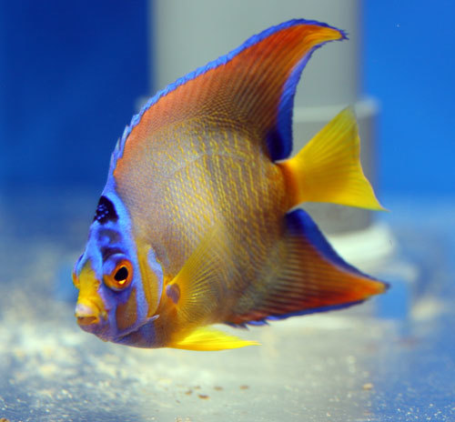 海水魚入荷 アクアタイムズエアー 海水魚 サンゴのブログ 海水魚入荷 アクアタイムズエアー 海水魚 サンゴのブログ