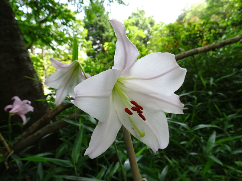 ササユリ便り⑨・・・せんなん里海公園内うみべの森_c0108460_15220277.jpg
