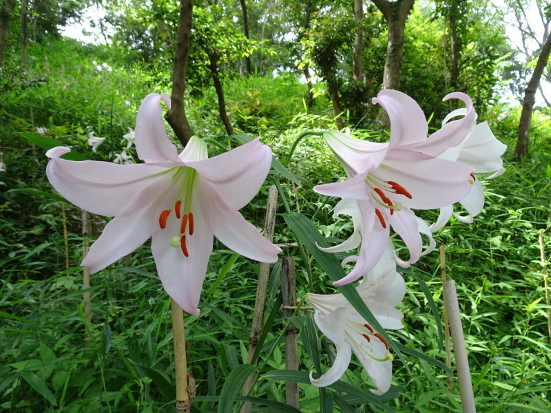 ササユリ便り⑨・・・せんなん里海公園内うみべの森_c0108460_15292838.jpg