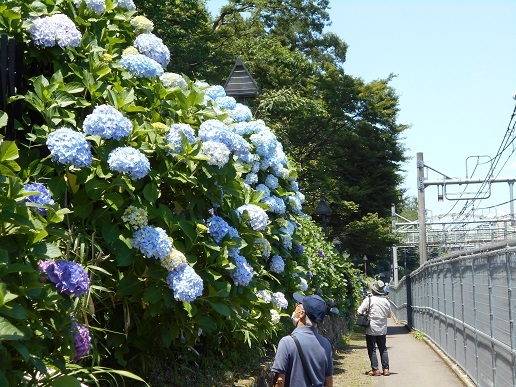 令和3年６月１日北区めぐりあじさい_a0281761_16144116.jpg