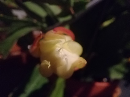 花ひらく…_b0368362_03292697.jpg