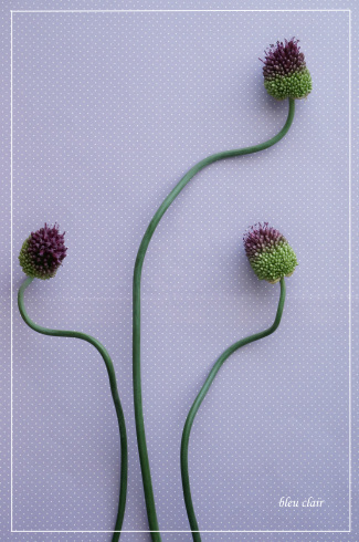 陽気なアリウム 花の香りとともに