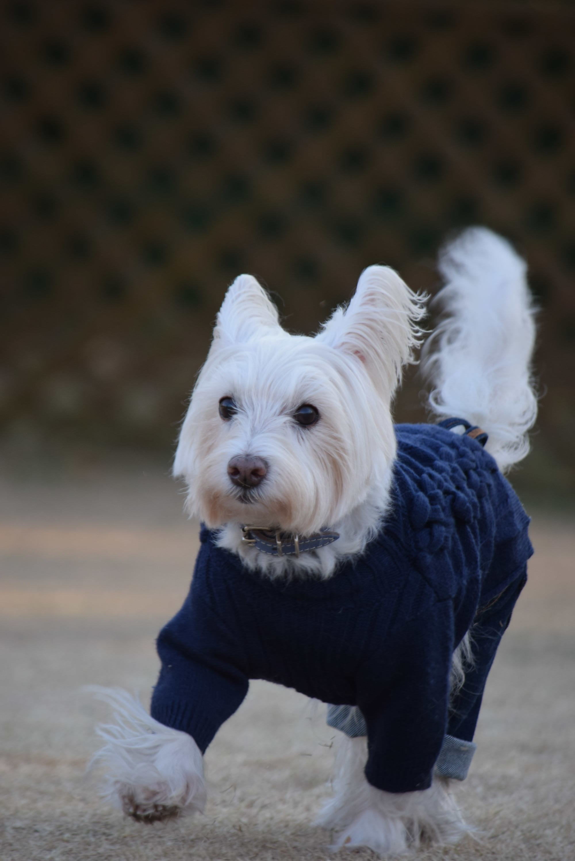 ♪ ダニエル  今年最初で最後のアンジェのラン～(*^_^*) ♪_b0242873_19054724.jpg