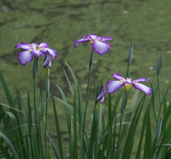 今朝は下池でヒナ10羽_c0155474_09145766.jpg