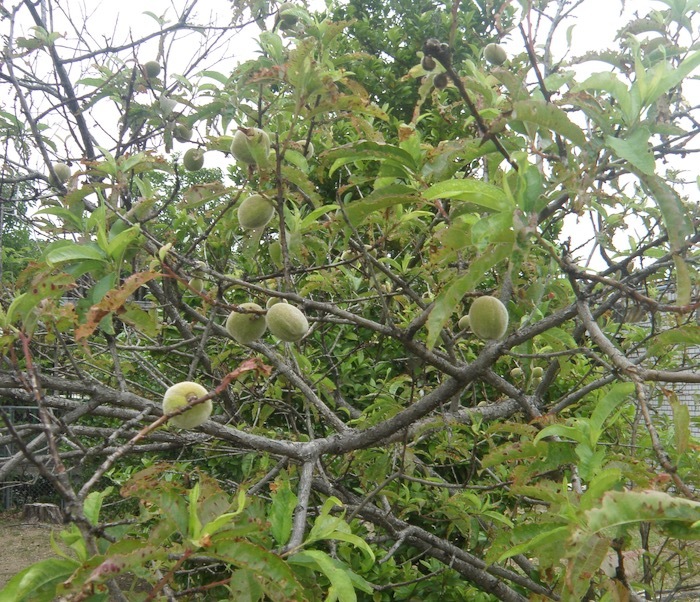 ハナモモ 花桃 の実です 楽餓鬼