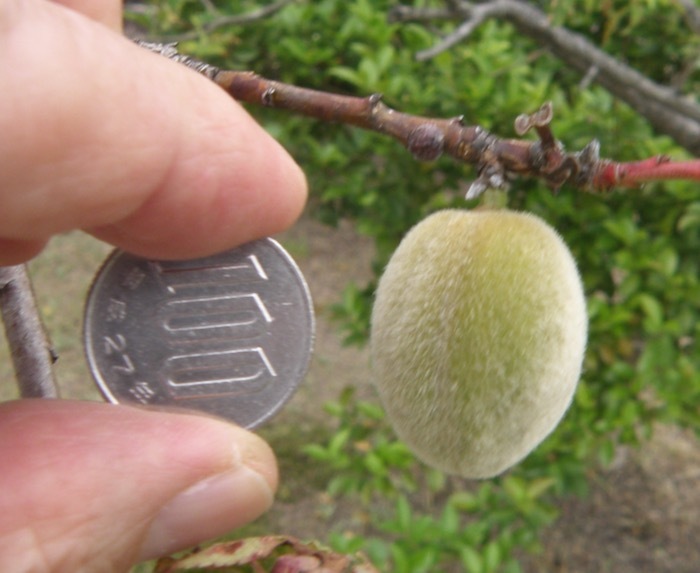 ハナモモ 花桃 の実です 楽餓鬼
