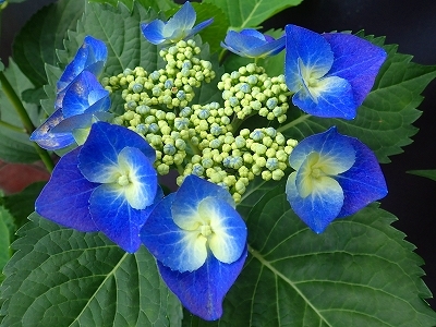 夏を想わせる花_f0203094_09335722.jpg