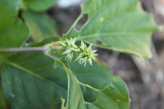 小栴檀草　猪の子槌　縮み笹　　再び　_e0354596_23580349.jpg