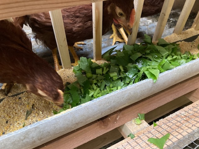 じだんだ ひんぎゃのお山 じだんだ ひんぎゃのお山