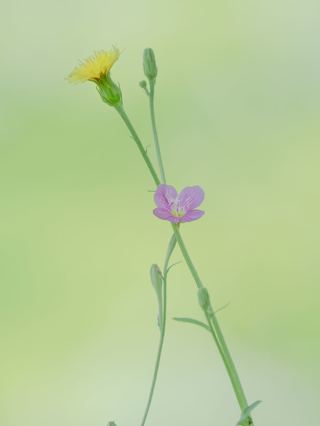 雑草の花って美しい Nama3の気ままに雑記