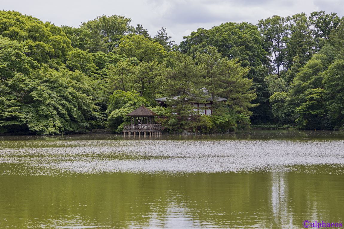 21年6月2日 Rf70 0mm F4 L Is Usm 石神井公園散策 Alphaeos Shooting Star 彡