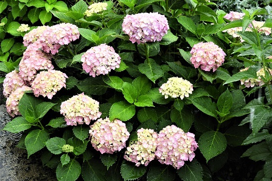 雨に咲く花 らくがき