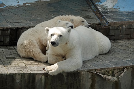 ロシア ノヴォシビルスク動物園のノルジ Nordi とシャイナ Shajna は別々に他種との交換個体としてロシア国外へ Polarbearology Conjectaneum