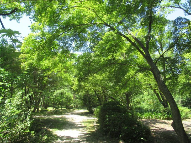 植物園再開　森は緑いっぱい_e0048413_17155354.jpg