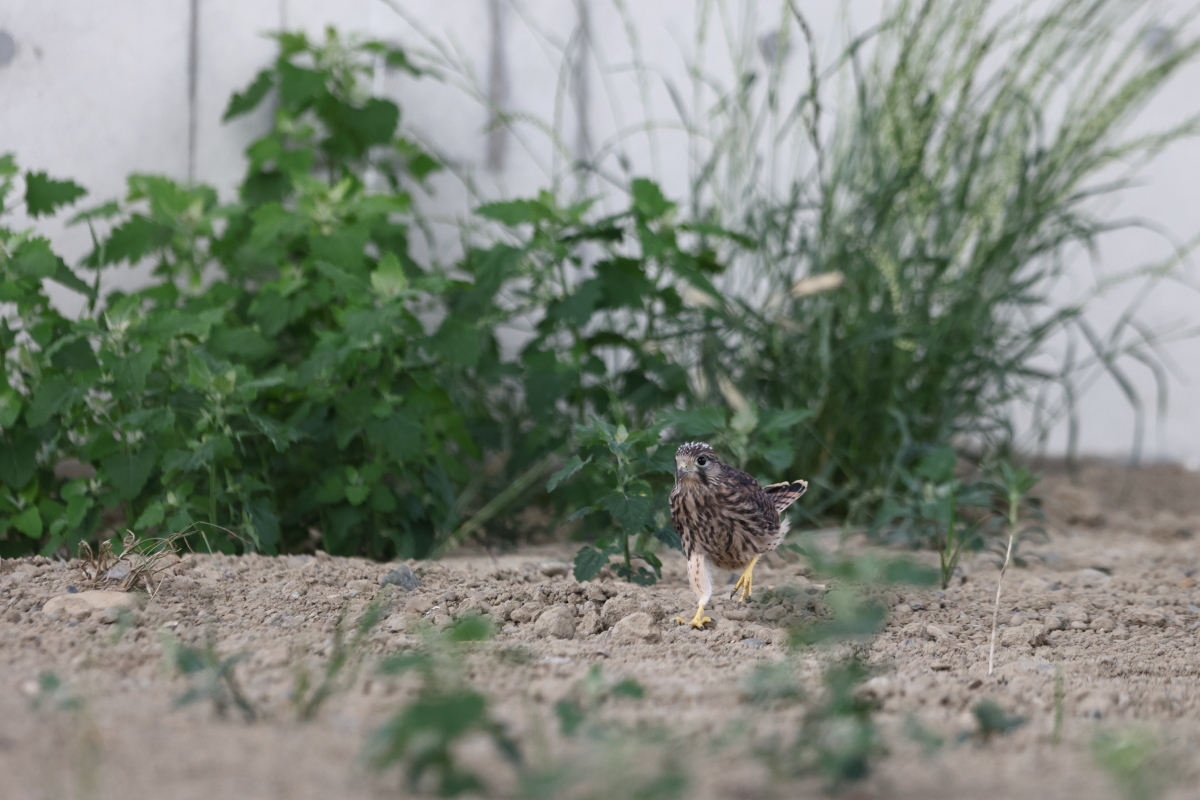チョウゲンボウ　地上に降りた末っ子_f0369315_23311265.jpg