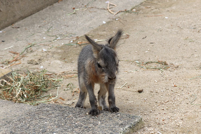 マーラの赤ちゃんの地底探検！？（井の頭自然文化園 March 2020）_b0355317_21150509.jpg