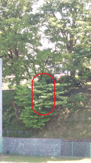 台町公園の不思議~熊野水木(くまのみずき)_f0334619_15115538.png