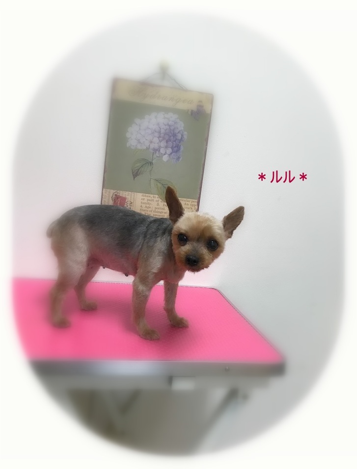 ルルちゃん_a0315823_19480364.jpg