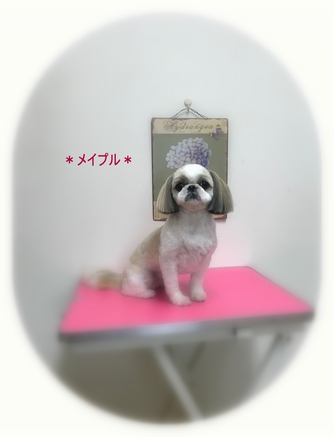 メイプルちゃん_a0315823_19481078.jpg