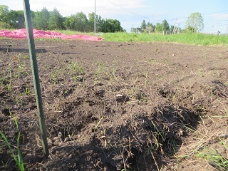 6月に入りましたが、緊急事態宣言が20日まで延長となりました_b0405523_02054142.jpg
