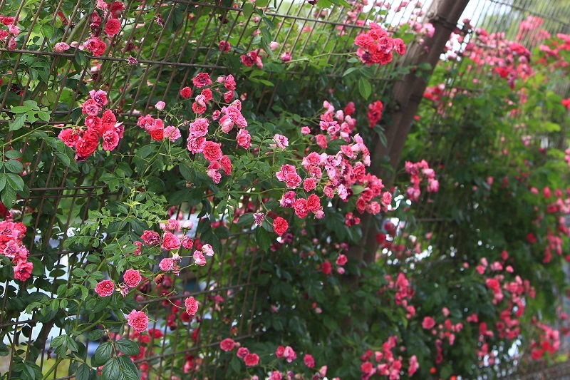 小さな花・・・（４５６３）_e0349324_08210017.jpg