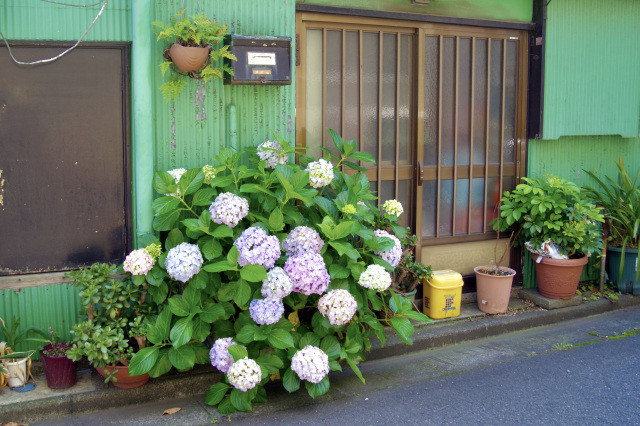 川崎大師への道すがら_b0191026_09074913.jpg