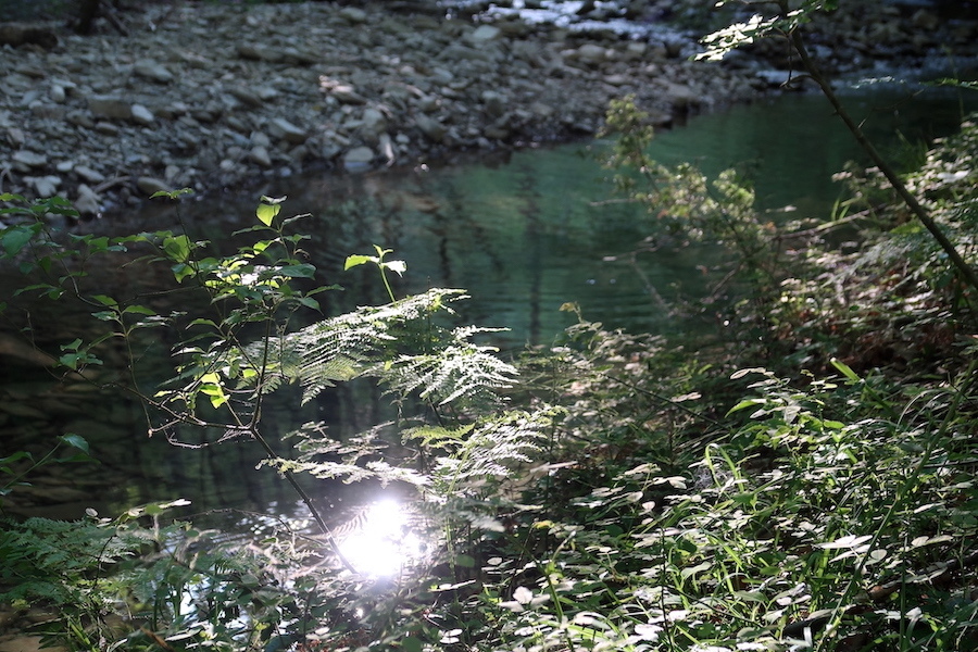 緑深く川美しい森で牛と向き合う、トスカーナ_f0234936_05070826.jpg