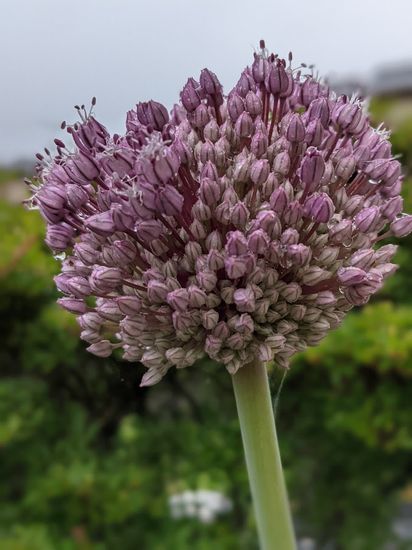 ニンニクの花 刺身 スパゲティー 煮物 野菜卵とじ 気ままにhikkoro日記
