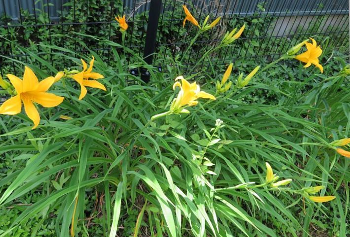 21年6月6日 ノカンゾウの花 今日の風に吹かれましょう
